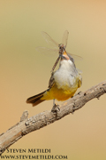 FLYCATCHERS, SHRIKES, VIREOS, SWALLOWS
